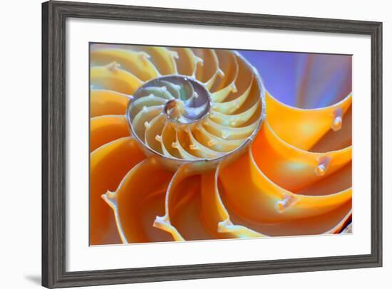 Close-Up of a Nautilus Shell Section-aabeele-Framed Photographic Print