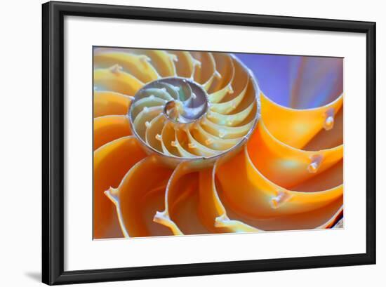 Close-Up of a Nautilus Shell Section-aabeele-Framed Photographic Print