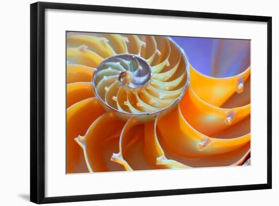 Close-Up of a Nautilus Shell Section-aabeele-Framed Photographic Print