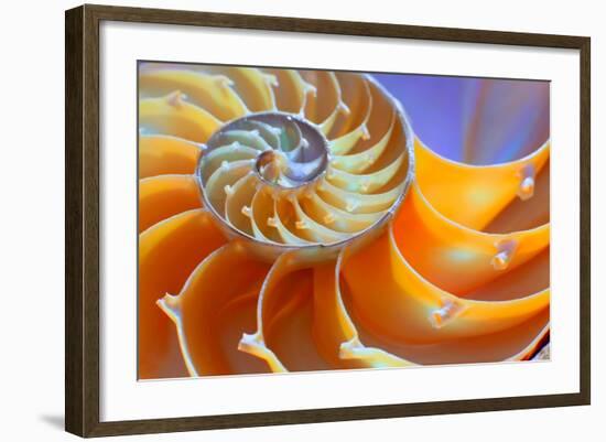 Close-Up of a Nautilus Shell Section-aabeele-Framed Photographic Print