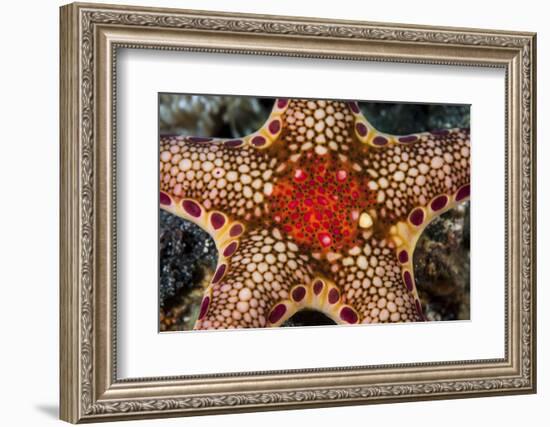 Close-Up of a Neoferdina Insolita Starfish in Indonesia-Stocktrek Images-Framed Photographic Print