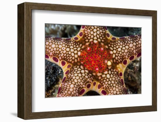 Close-Up of a Neoferdina Insolita Starfish in Indonesia-Stocktrek Images-Framed Photographic Print