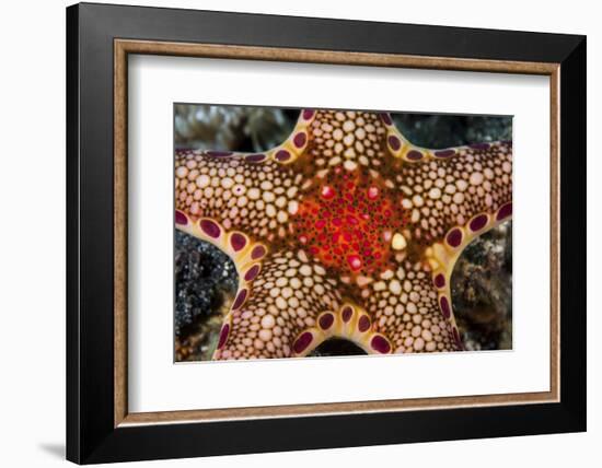 Close-Up of a Neoferdina Insolita Starfish in Indonesia-Stocktrek Images-Framed Photographic Print