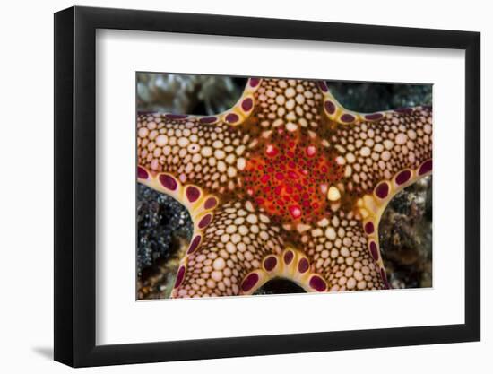 Close-Up of a Neoferdina Insolita Starfish in Indonesia-Stocktrek Images-Framed Photographic Print