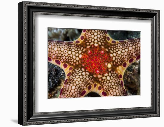 Close-Up of a Neoferdina Insolita Starfish in Indonesia-Stocktrek Images-Framed Photographic Print