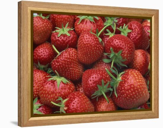 Close-Up of a Number of Red Strawberries in Kent, England, United Kingdom, Europe-Michael Busselle-Framed Premier Image Canvas