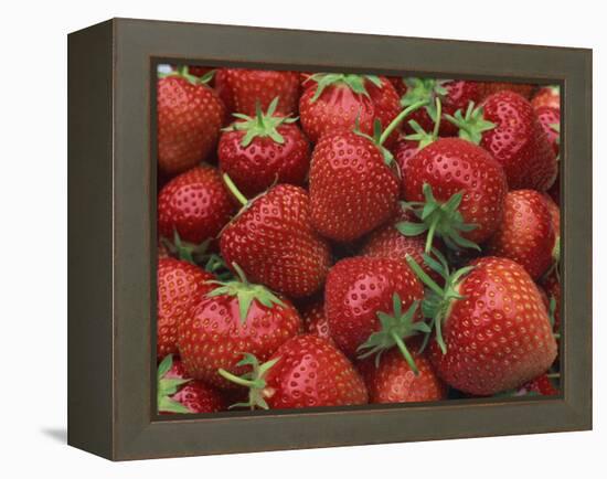Close-Up of a Number of Red Strawberries in Kent, England, United Kingdom, Europe-Michael Busselle-Framed Premier Image Canvas