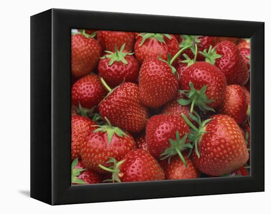 Close-Up of a Number of Red Strawberries in Kent, England, United Kingdom, Europe-Michael Busselle-Framed Premier Image Canvas