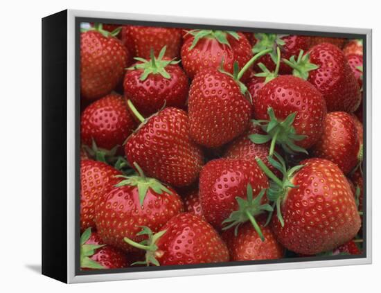 Close-Up of a Number of Red Strawberries in Kent, England, United Kingdom, Europe-Michael Busselle-Framed Premier Image Canvas