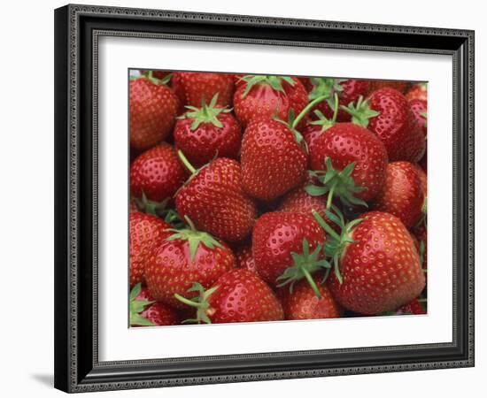 Close-Up of a Number of Red Strawberries in Kent, England, United Kingdom, Europe-Michael Busselle-Framed Photographic Print