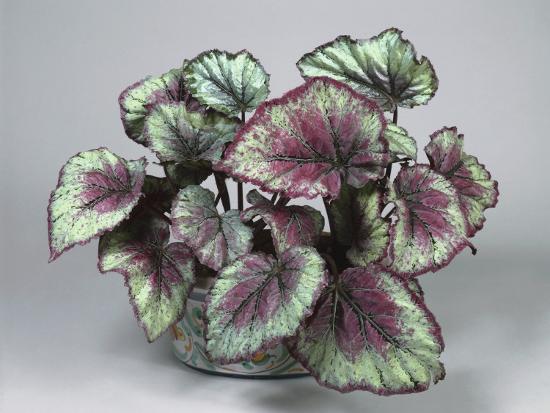 Close Up Of A Painted Leaf Begonia Plant Rex Close Up Of A Painted Leaf Begonia Plant Rex By G Cigolini