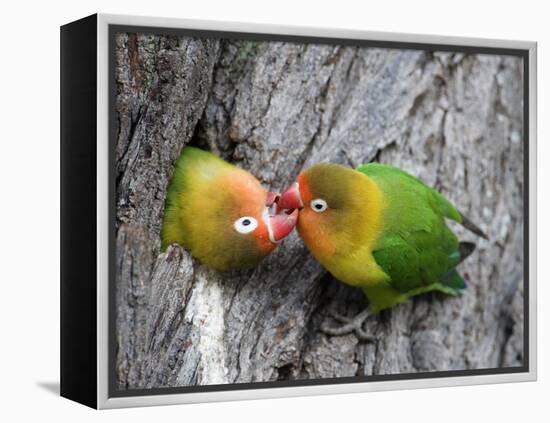 Close-Up of a Pair of Lovebirds, Ndutu, Ngorongoro, Tanzania-null-Framed Premier Image Canvas