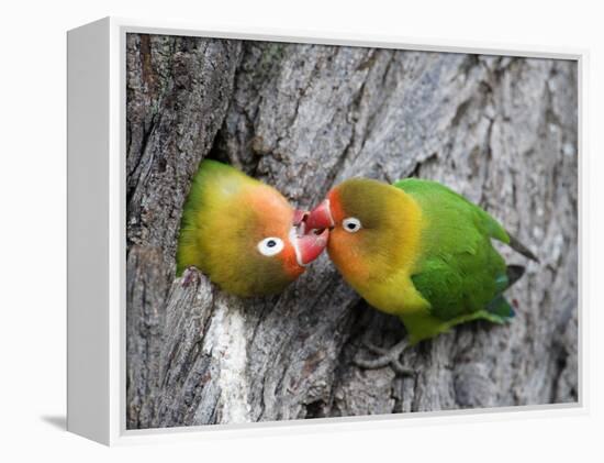 Close-Up of a Pair of Lovebirds, Ndutu, Ngorongoro, Tanzania-null-Framed Premier Image Canvas