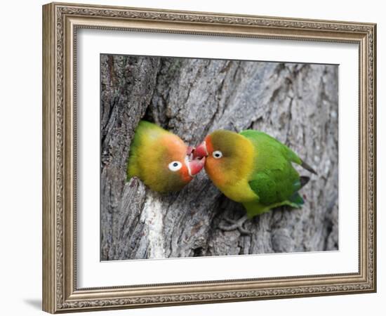 Close-Up of a Pair of Lovebirds, Ndutu, Ngorongoro, Tanzania-null-Framed Photographic Print