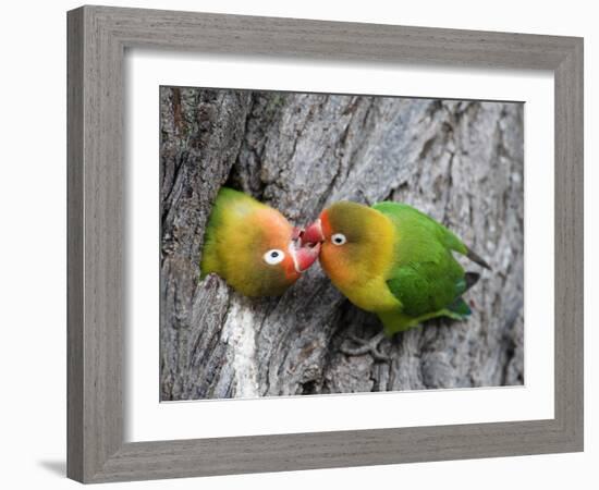 Close-Up of a Pair of Lovebirds, Ndutu, Ngorongoro, Tanzania-null-Framed Photographic Print