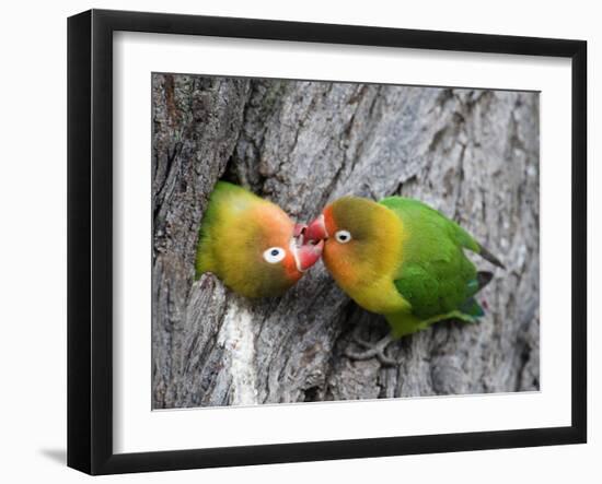 Close-Up of a Pair of Lovebirds, Ndutu, Ngorongoro, Tanzania-null-Framed Photographic Print