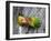 Close-Up of a Pair of Lovebirds, Ndutu, Ngorongoro, Tanzania-null-Framed Photographic Print