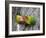 Close-Up of a Pair of Lovebirds, Ndutu, Ngorongoro, Tanzania-null-Framed Photographic Print