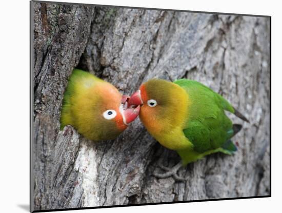 Close-Up of a Pair of Lovebirds, Ndutu, Ngorongoro, Tanzania-null-Mounted Photographic Print