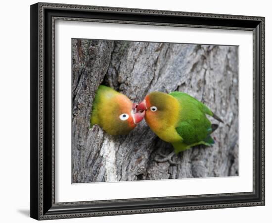 Close-Up of a Pair of Lovebirds, Ndutu, Ngorongoro, Tanzania-null-Framed Photographic Print