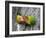 Close-Up of a Pair of Lovebirds, Ndutu, Ngorongoro, Tanzania-null-Framed Photographic Print