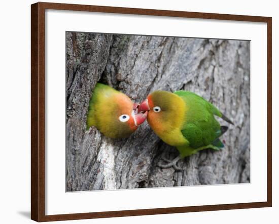 Close-Up of a Pair of Lovebirds, Ndutu, Ngorongoro, Tanzania-null-Framed Photographic Print