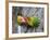 Close-Up of a Pair of Lovebirds, Ndutu, Ngorongoro, Tanzania-null-Framed Photographic Print