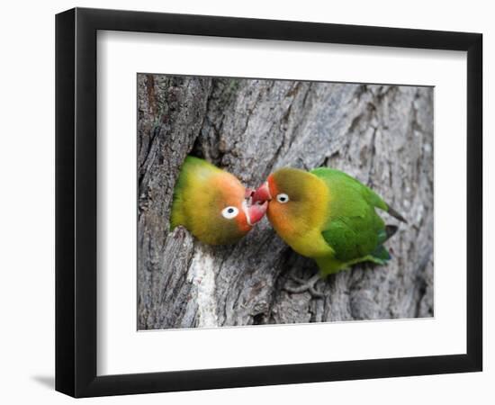 Close-Up of a Pair of Lovebirds, Ndutu, Ngorongoro, Tanzania-null-Framed Photographic Print