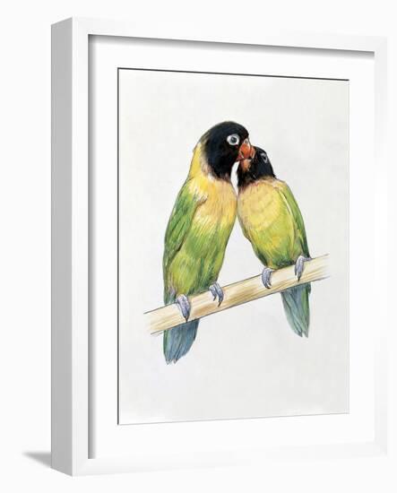 Close-Up of a Pair of Masked Lovebirds Perching on a Branch-null-Framed Giclee Print