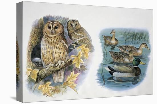 Stretched Canvas Print, , large