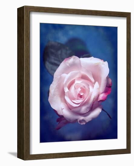 Close-Up of a Pale Pink Rose on Blue Background-Alaya Gadeh-Framed Photographic Print