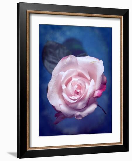 Close-Up of a Pale Pink Rose on Blue Background-Alaya Gadeh-Framed Photographic Print