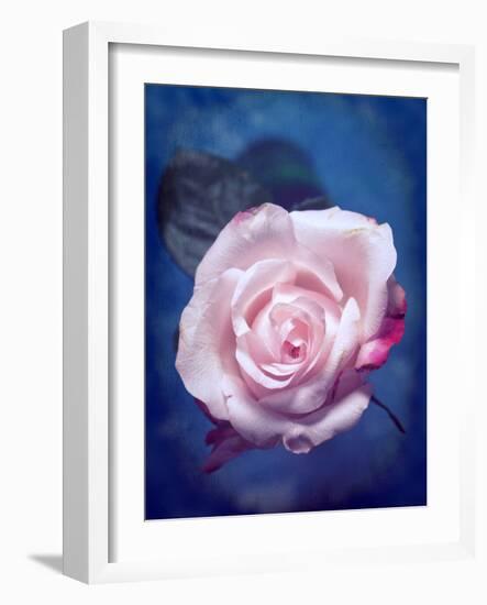 Close-Up of a Pale Pink Rose on Blue Background-Alaya Gadeh-Framed Photographic Print