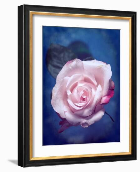 Close-Up of a Pale Pink Rose on Blue Background-Alaya Gadeh-Framed Photographic Print