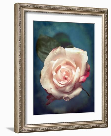 Close-Up of a Pale Pink Rose-Alaya Gadeh-Framed Photographic Print