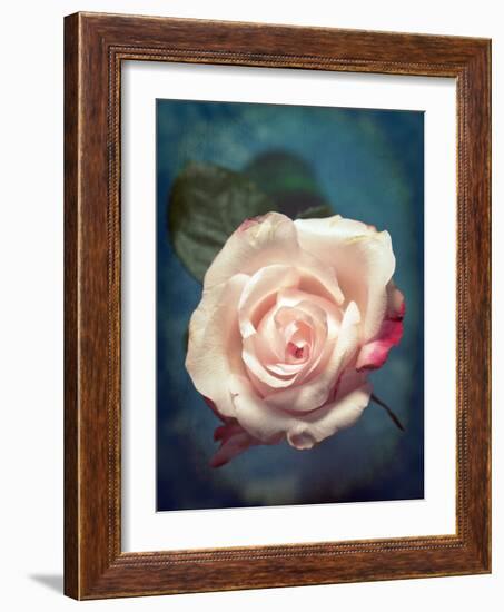 Close-Up of a Pale Pink Rose-Alaya Gadeh-Framed Photographic Print