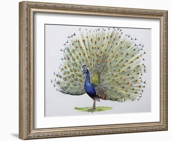 Close-Up of a Peacock Dancing (Balearica Regulorum)-null-Framed Giclee Print