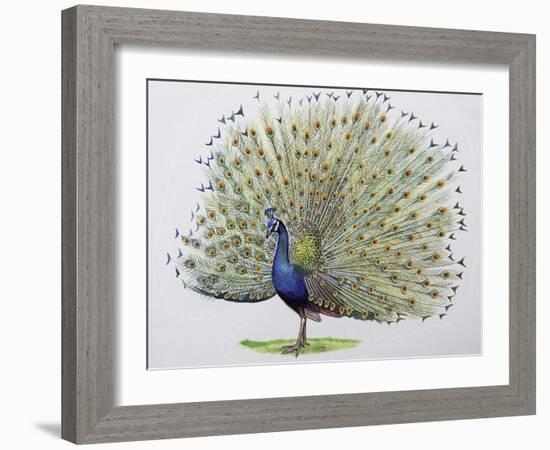 Close-Up of a Peacock Dancing (Balearica Regulorum)-null-Framed Giclee Print