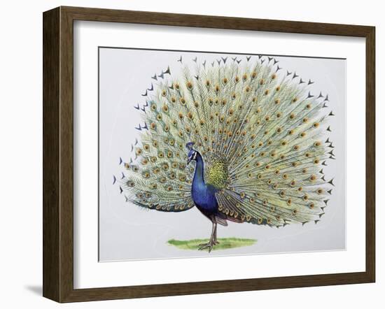 Close-Up of a Peacock Dancing (Balearica Regulorum)-null-Framed Giclee Print