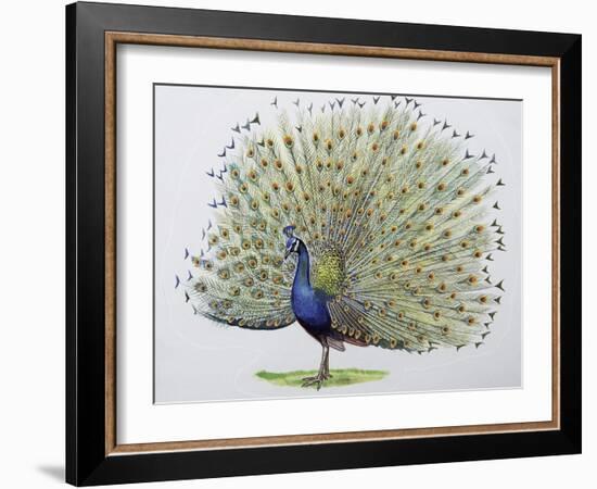 Close-Up of a Peacock Dancing (Balearica Regulorum)-null-Framed Giclee Print