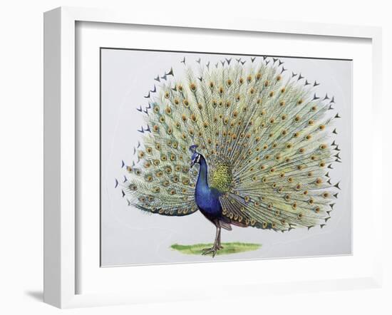 Close-Up of a Peacock Dancing (Balearica Regulorum)-null-Framed Giclee Print