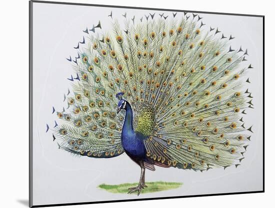 Close-Up of a Peacock Dancing (Balearica Regulorum)-null-Mounted Giclee Print