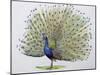 Close-Up of a Peacock Dancing (Balearica Regulorum)-null-Mounted Giclee Print