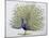 Close-Up of a Peacock Dancing (Balearica Regulorum)-null-Mounted Giclee Print