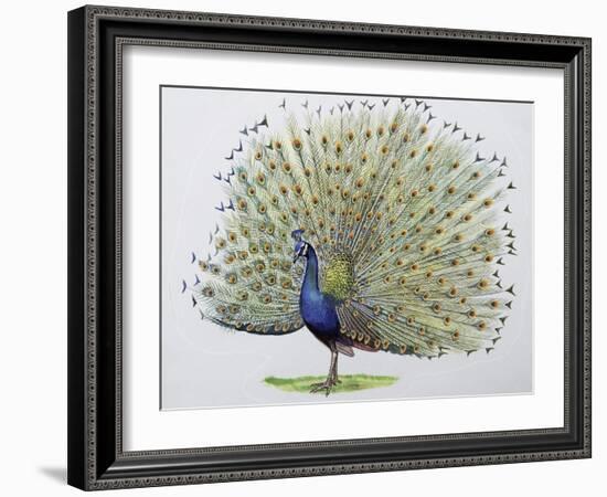 Close-Up of a Peacock Dancing (Balearica Regulorum)-null-Framed Giclee Print