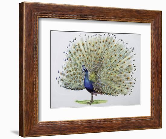 Close-Up of a Peacock Dancing (Balearica Regulorum)-null-Framed Giclee Print