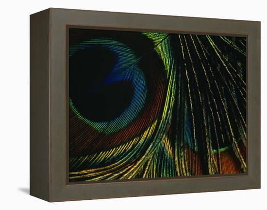 Close-up of a Peacock Feather-null-Framed Premier Image Canvas