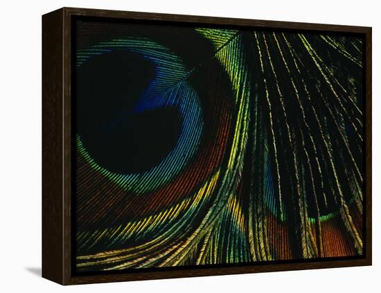 Close-up of a Peacock Feather-null-Framed Premier Image Canvas
