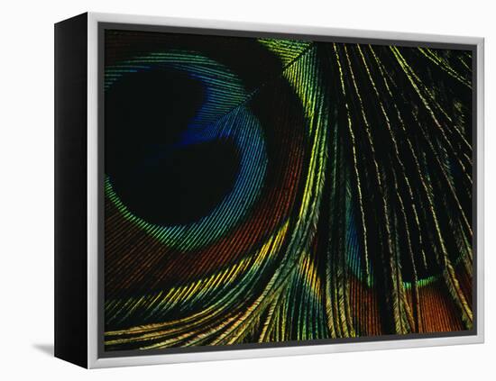 Close-up of a Peacock Feather-null-Framed Premier Image Canvas