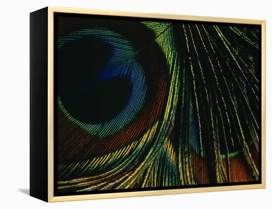 Close-up of a Peacock Feather-null-Framed Premier Image Canvas